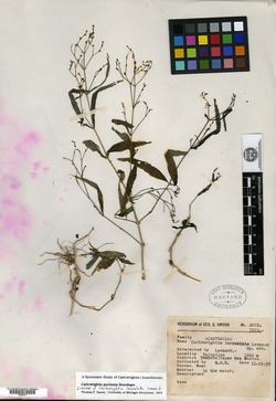 Carlowrightia lanceolata image
