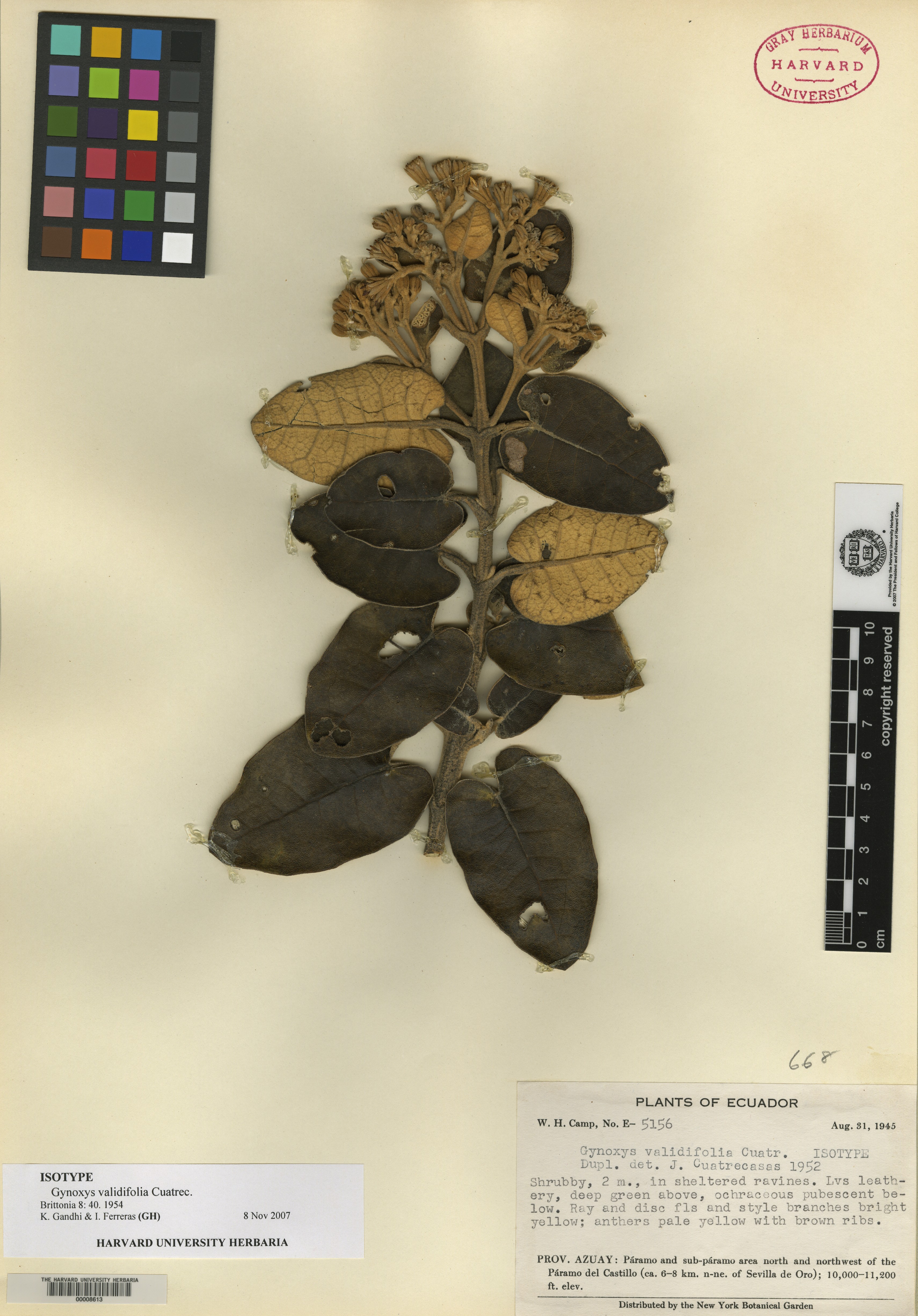 Gynoxys validifolia image