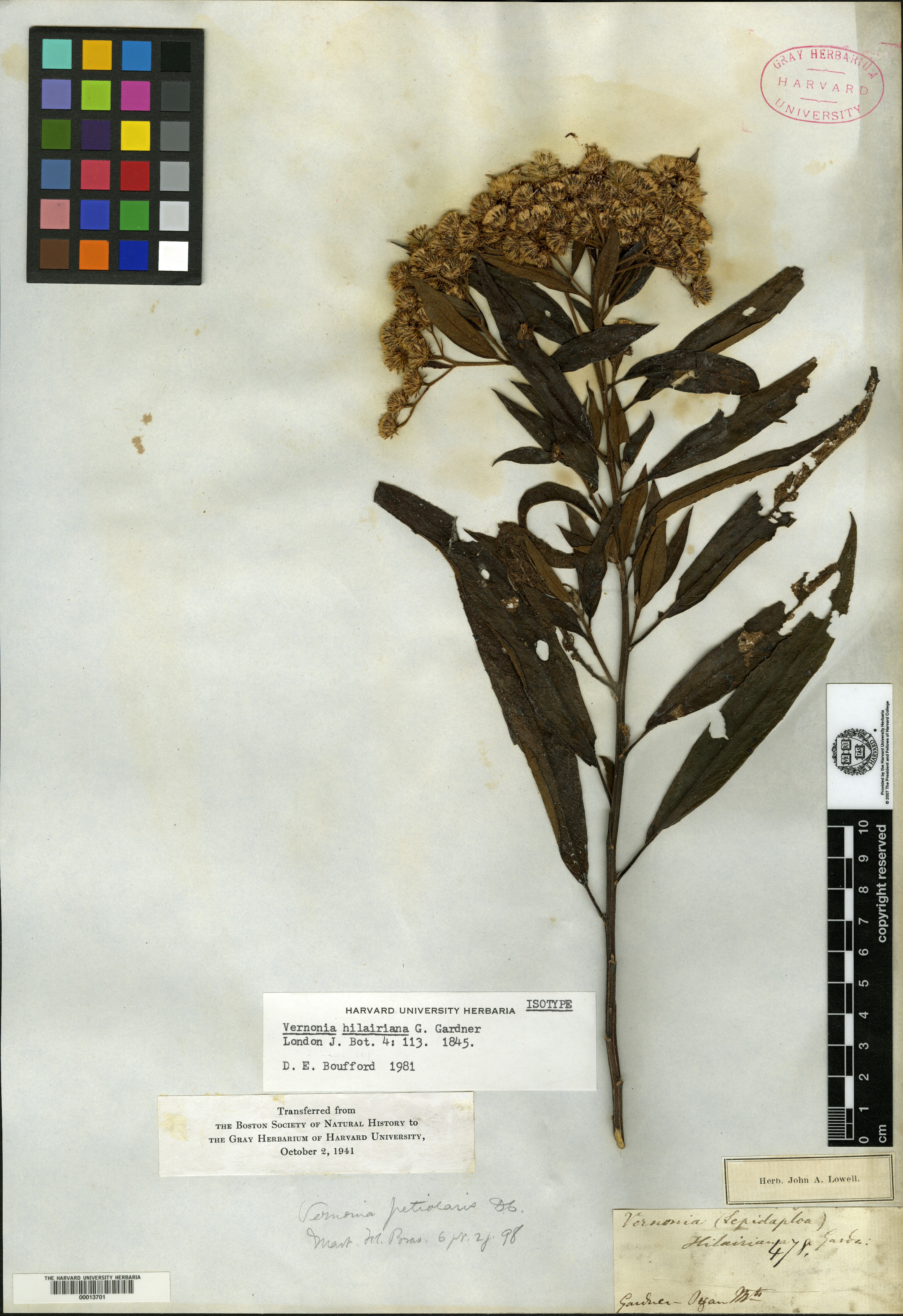 Vernonanthura hilairiana image