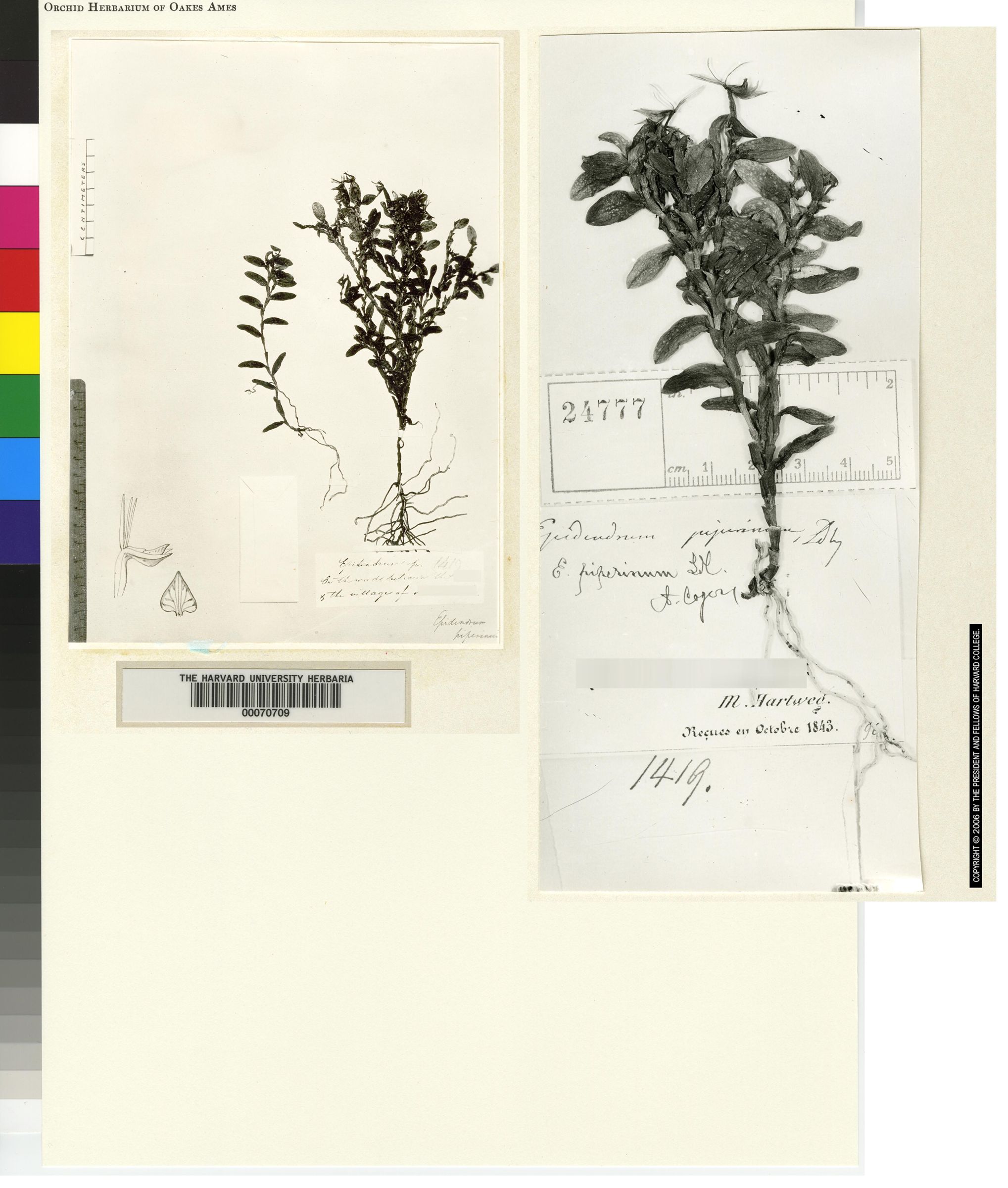 Epidendrum piperinum image