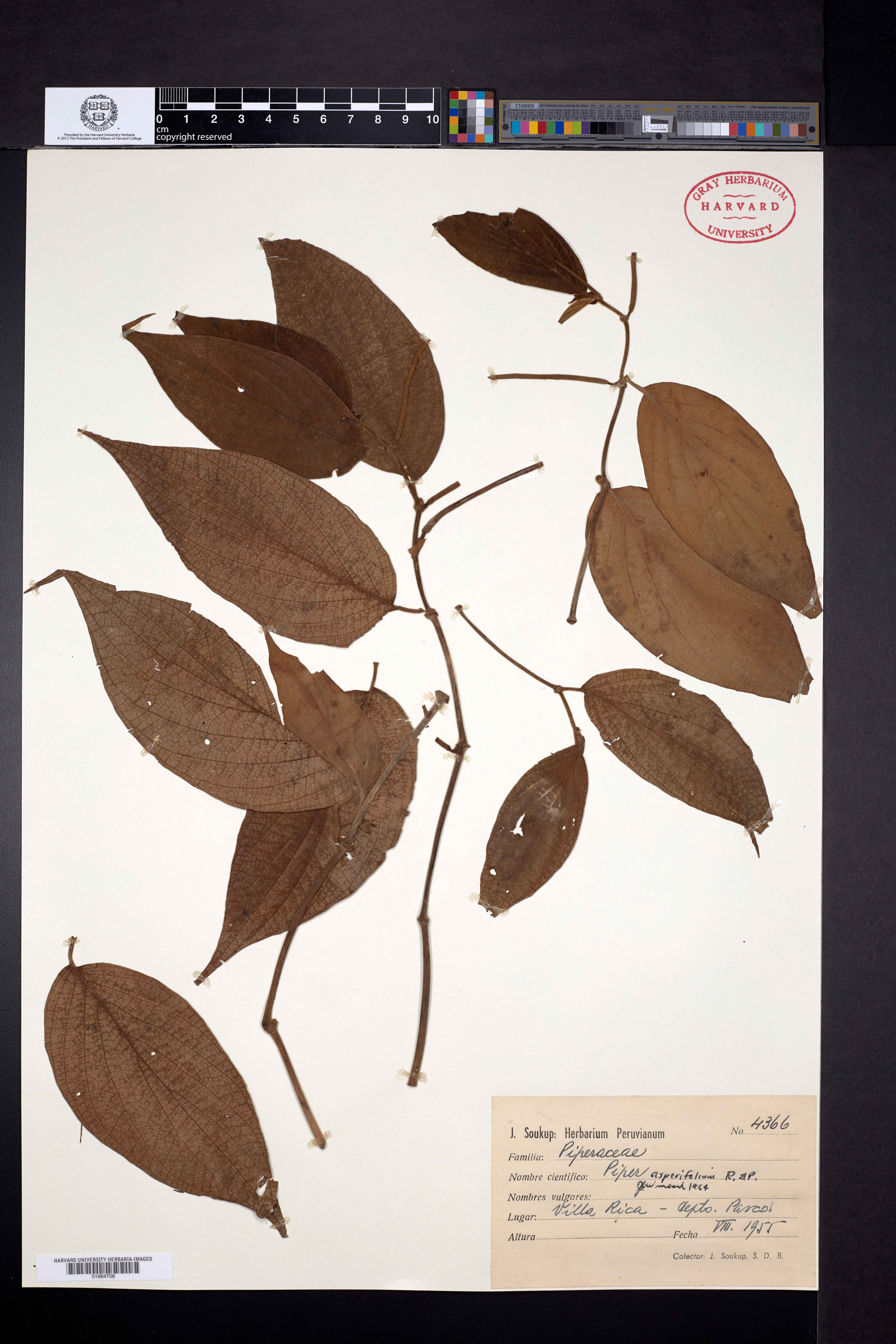 Piper asperifolium image