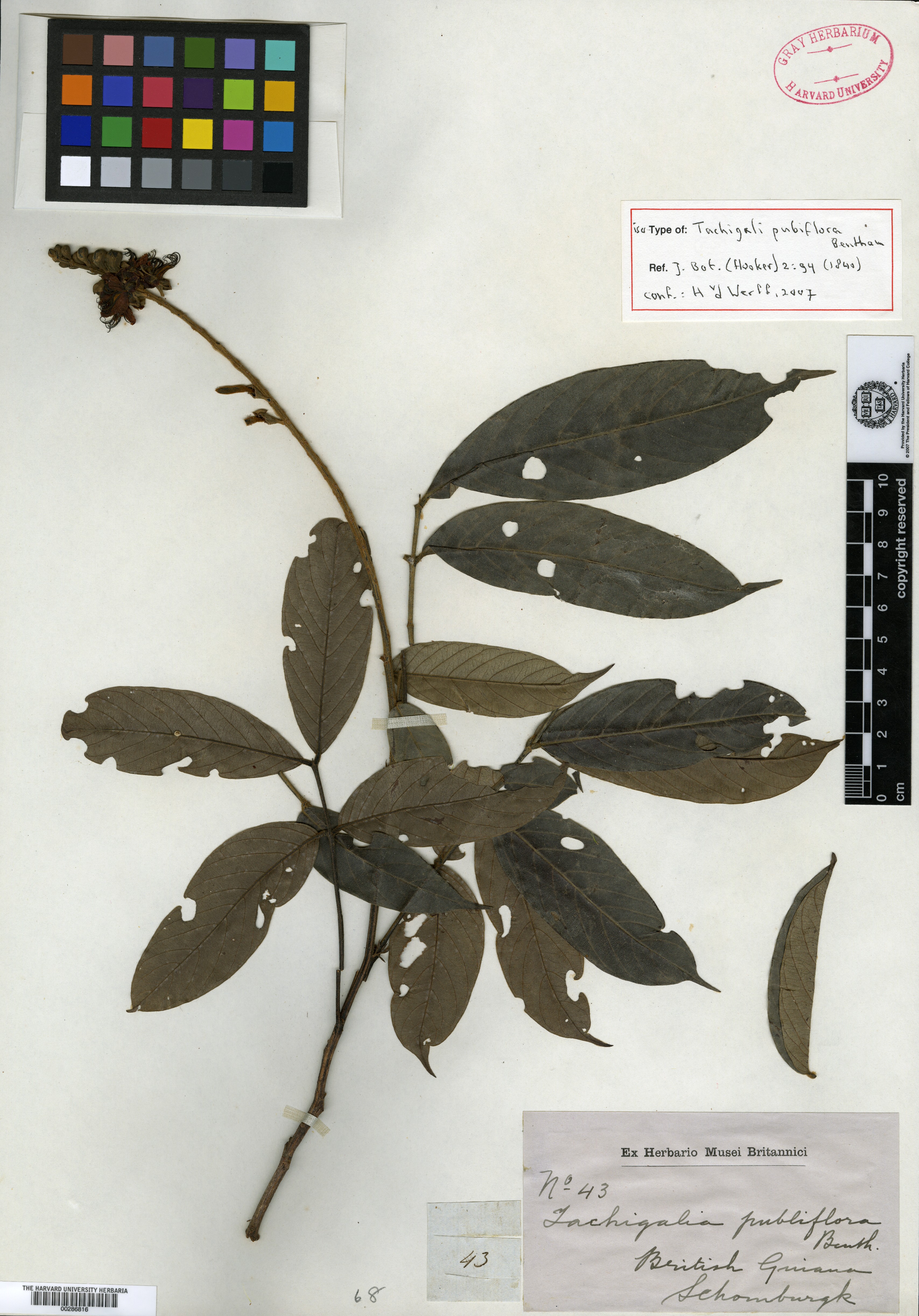 Tachigali pubiflora image