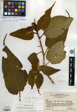 Croton rottlerifolius image