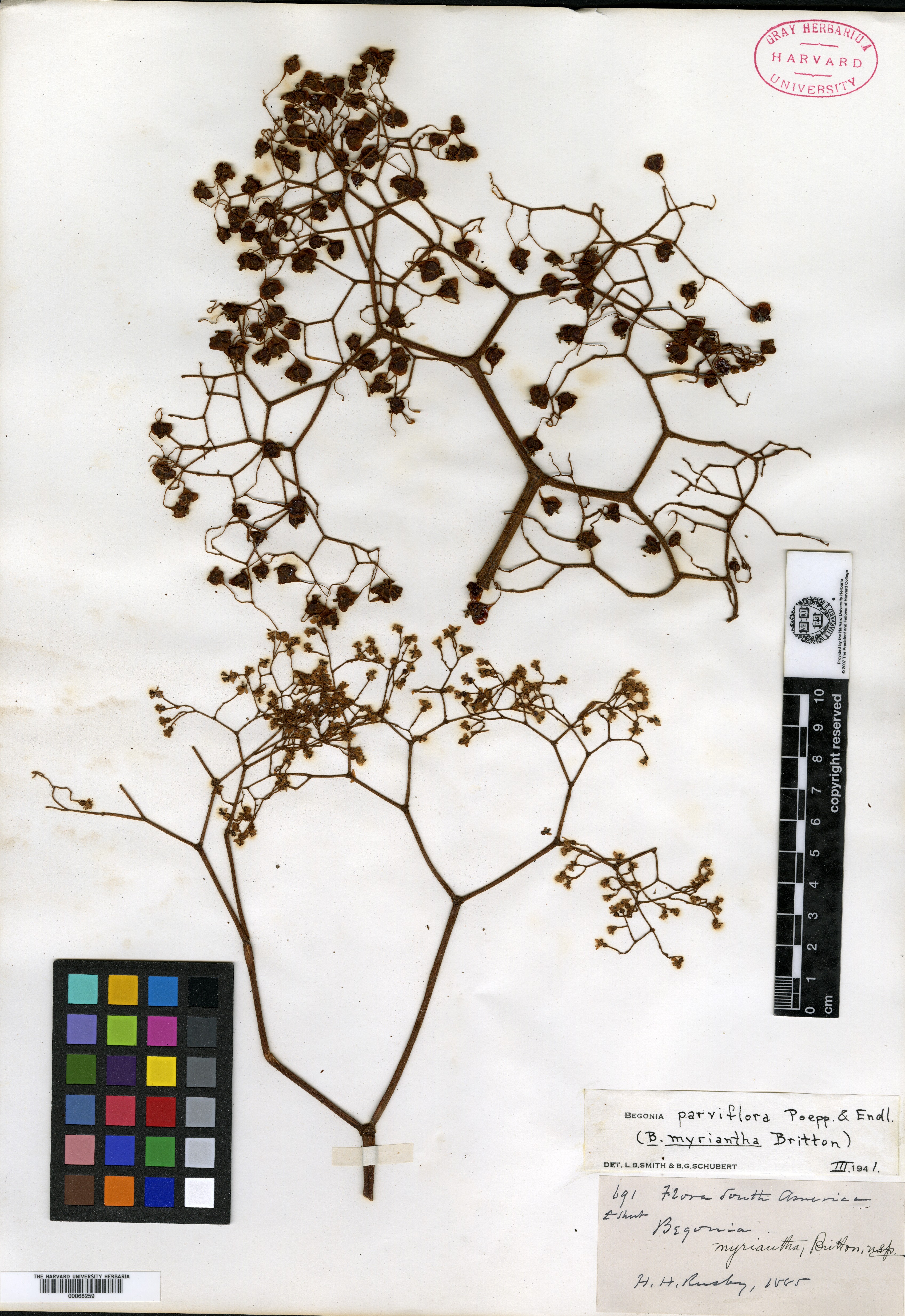 Begonia myriantha image