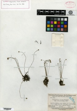 Syngonanthus simplex image