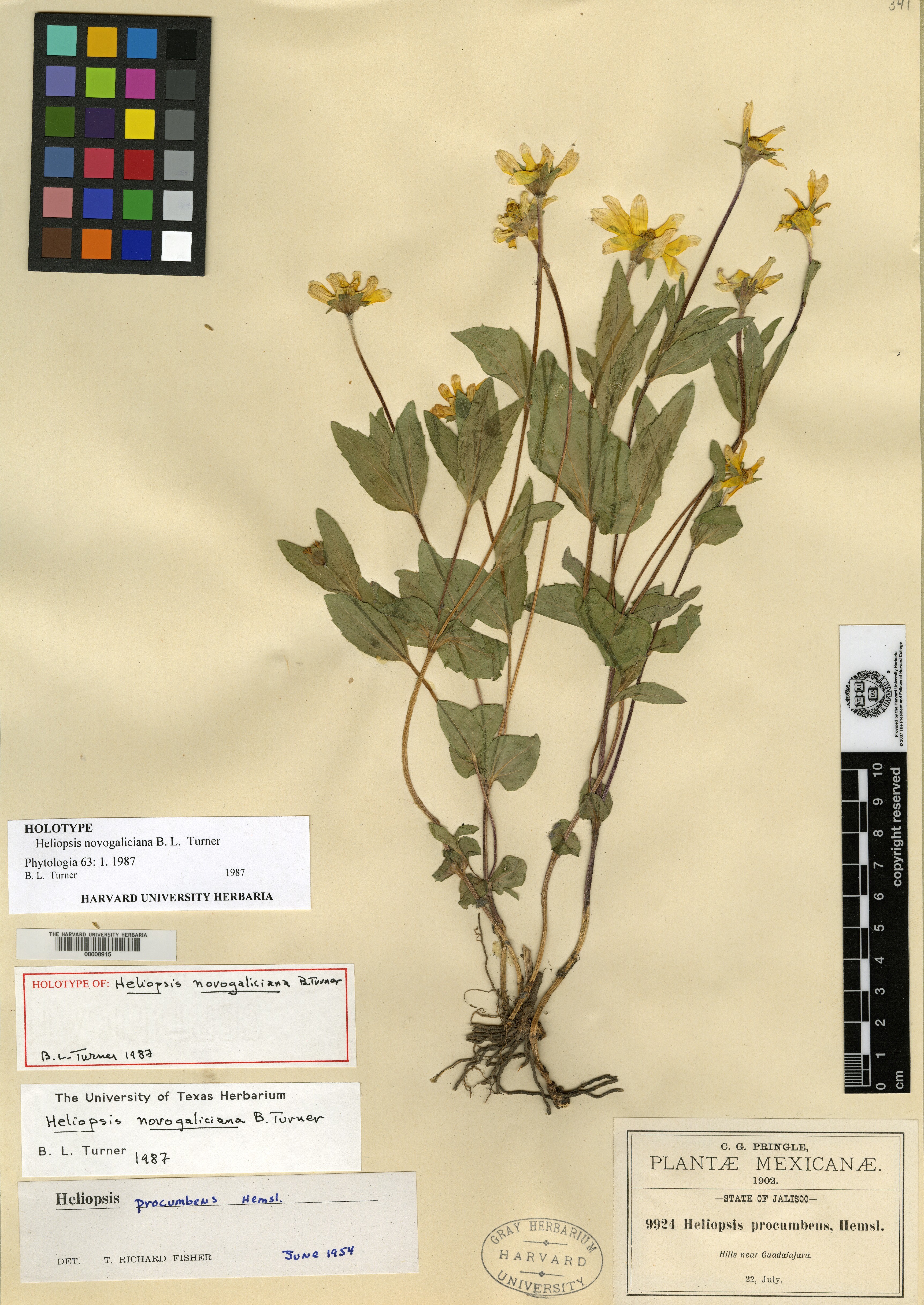 Heliopsis novogaliciana image