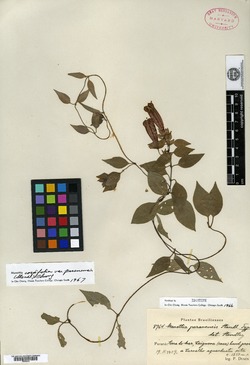 Manettia paranensis image