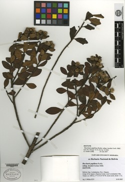Baccharis papillosa subsp. kessleri image