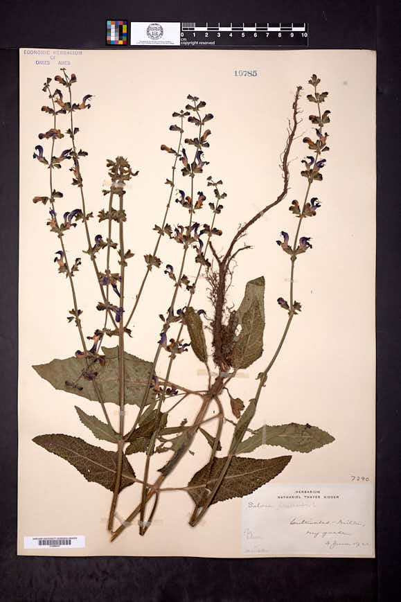 Salvia pratensis image