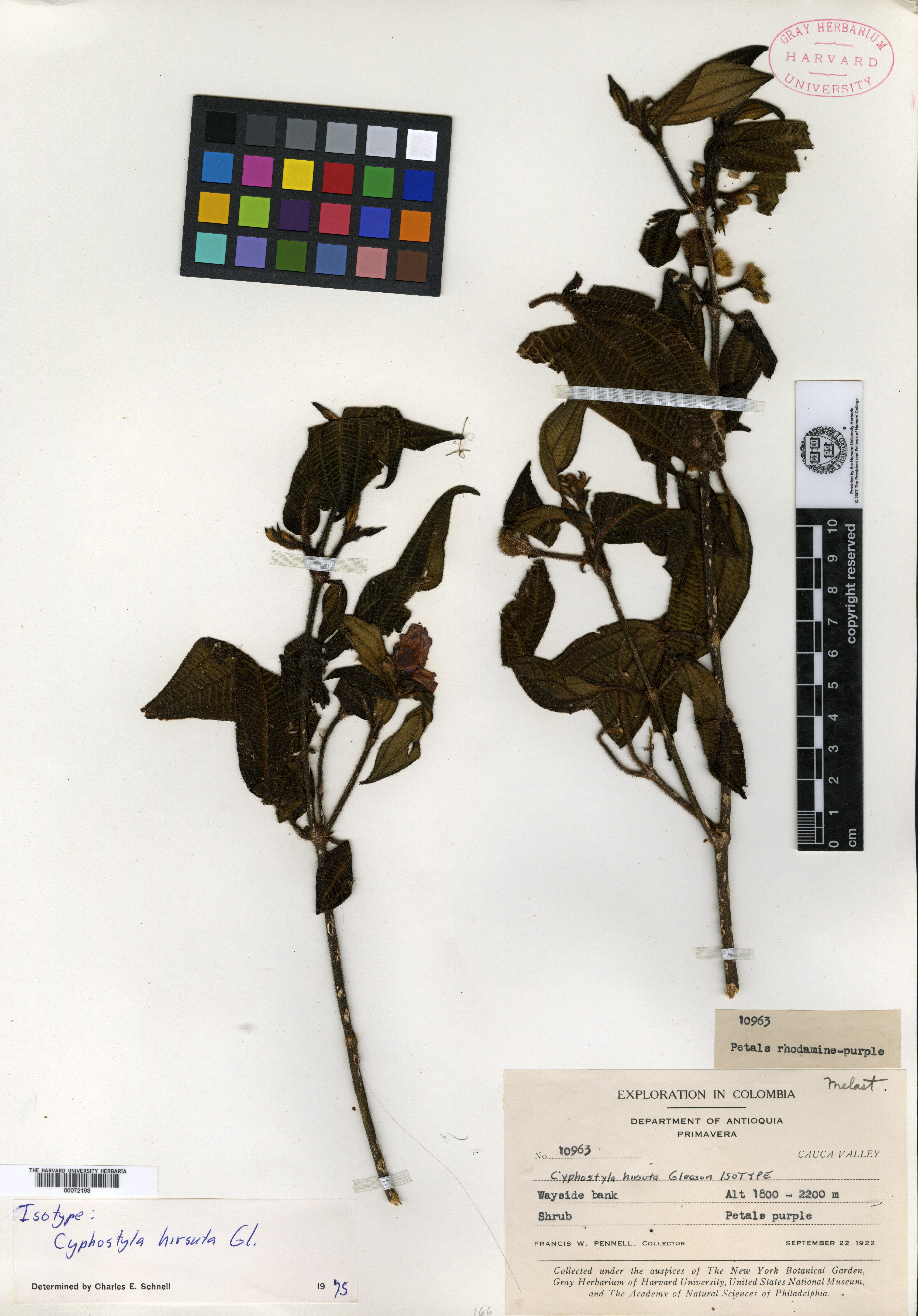 Diolena calciphila image