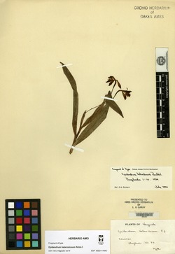 Epidendrum inamoenum image