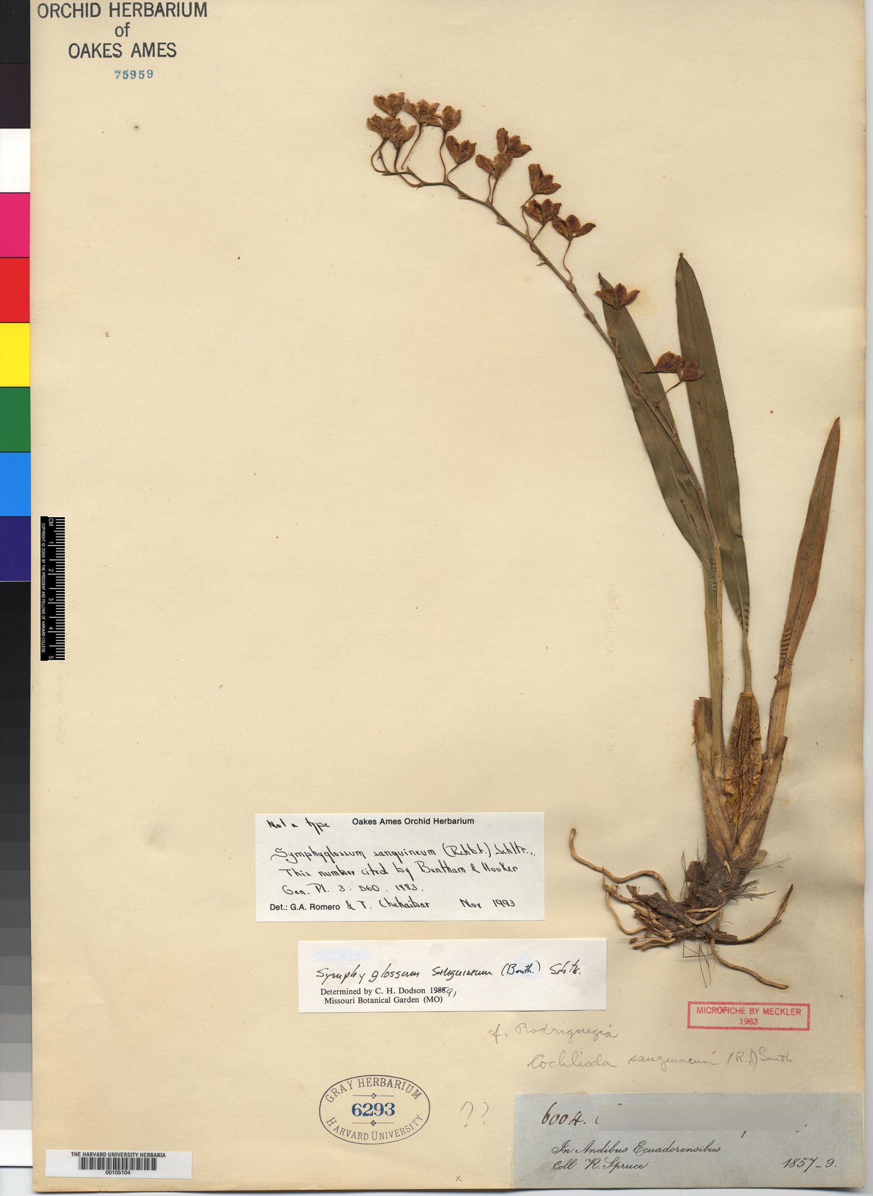 Symphyglossum sanguineum image