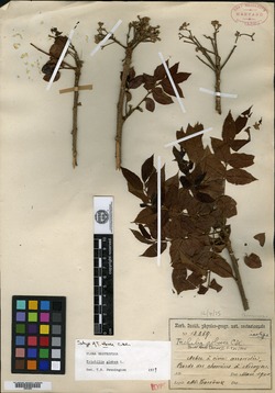 Trichilia arborea image