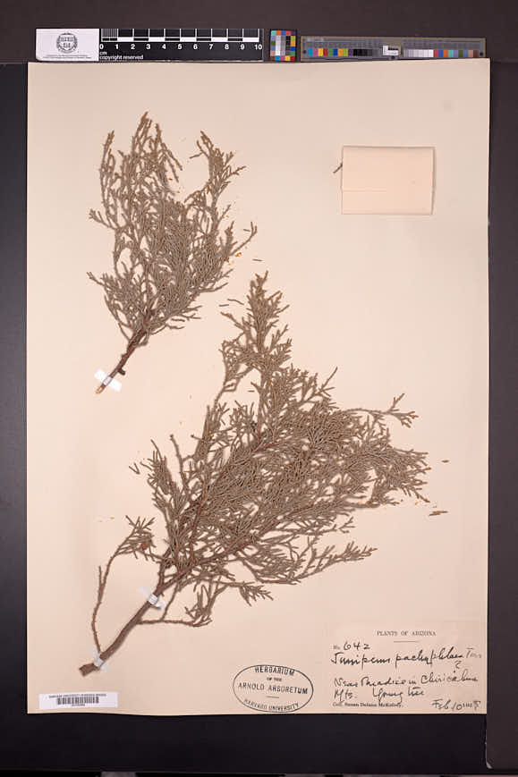 Juniperus pachyphlaea image