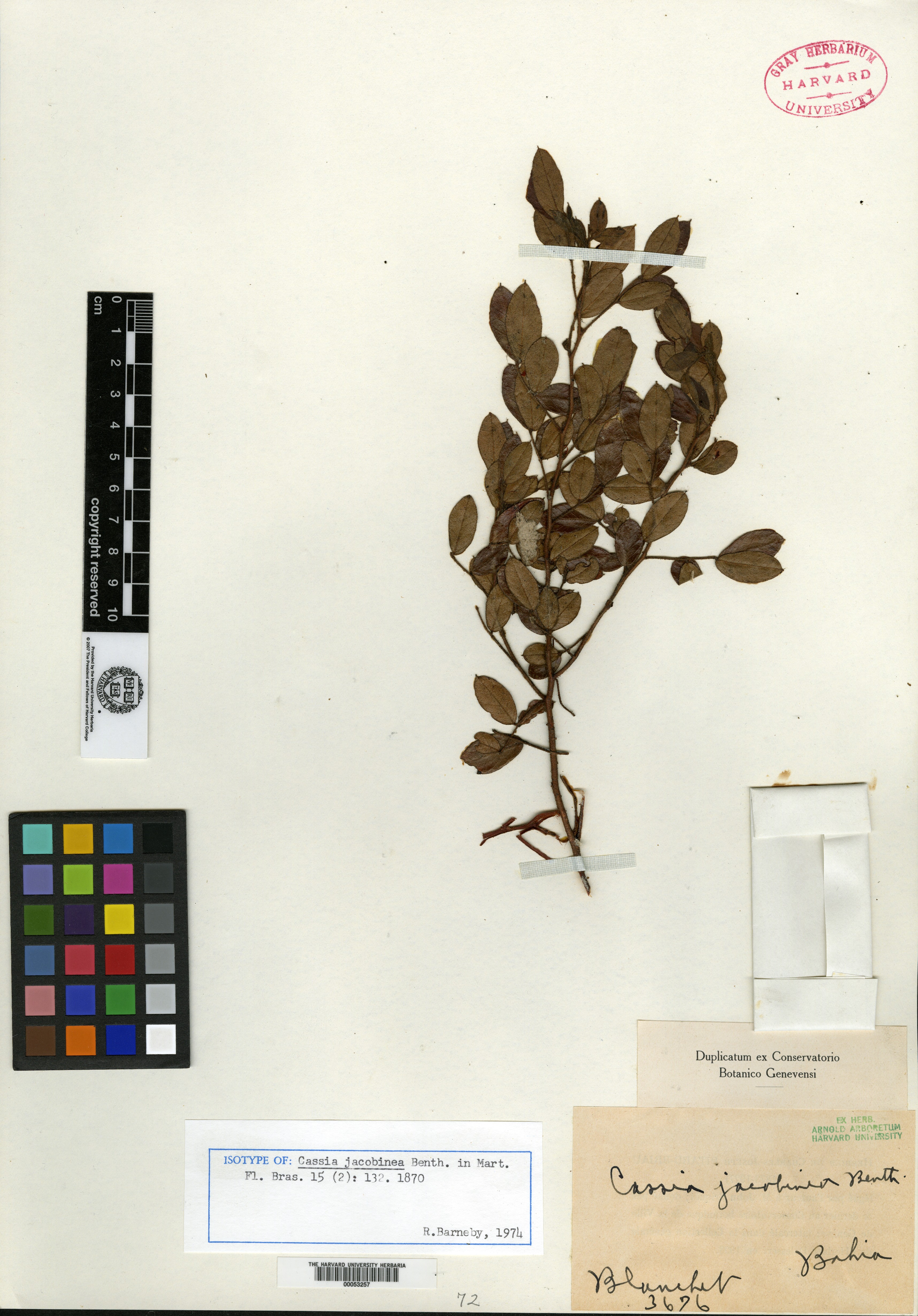 Cassia lineata var. brachyloba image