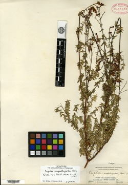 Cuphea empetrifolia image