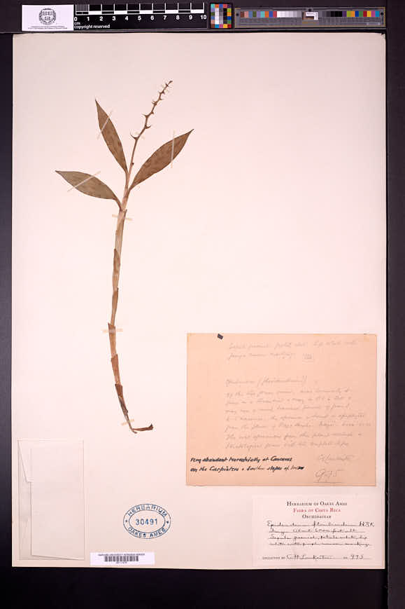 Epidendrum paniculatum image