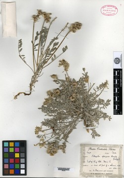 Astragalus ophiogenes image