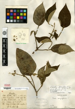 Croton rimbachii image