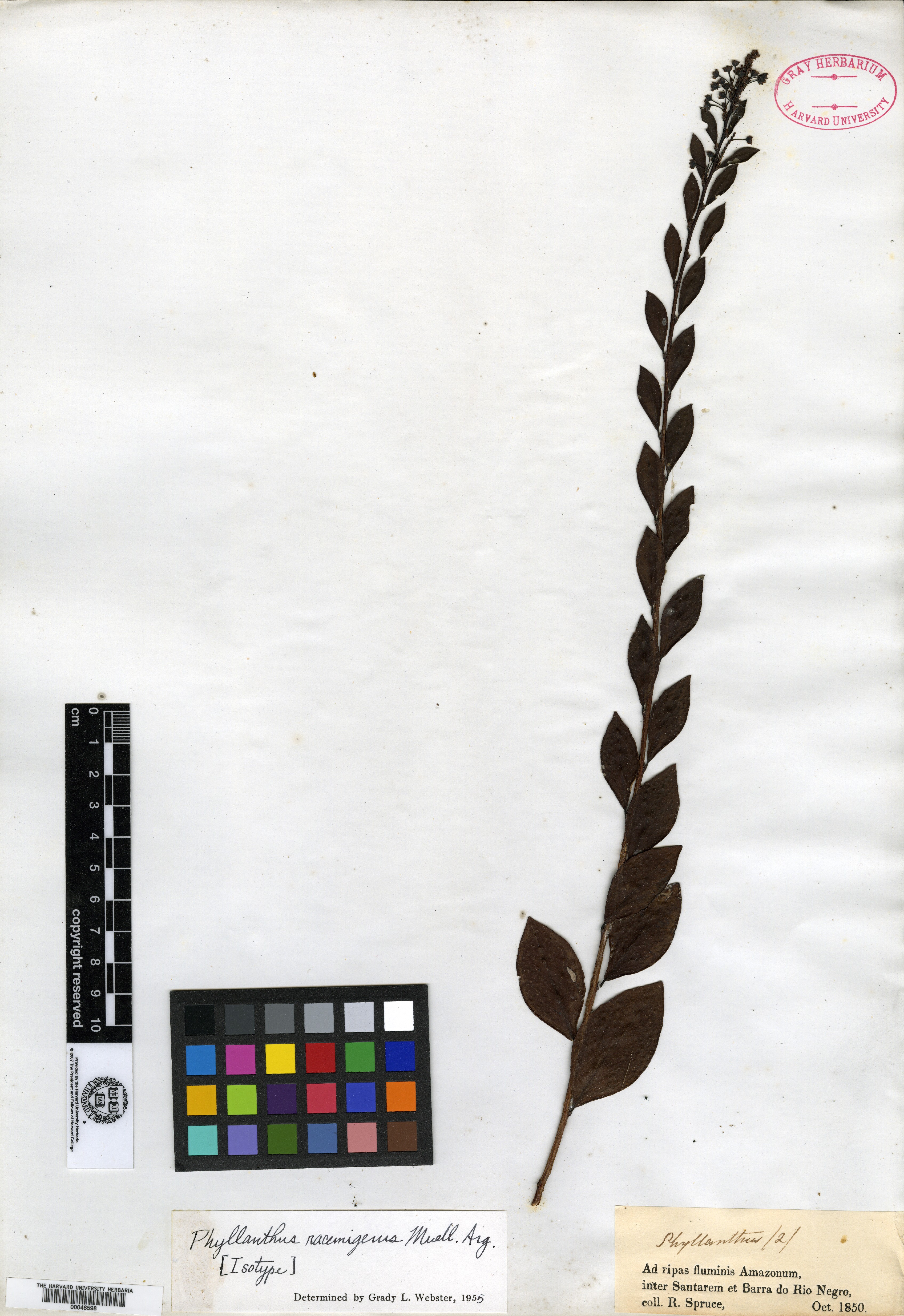 Phyllanthus racemigerus image