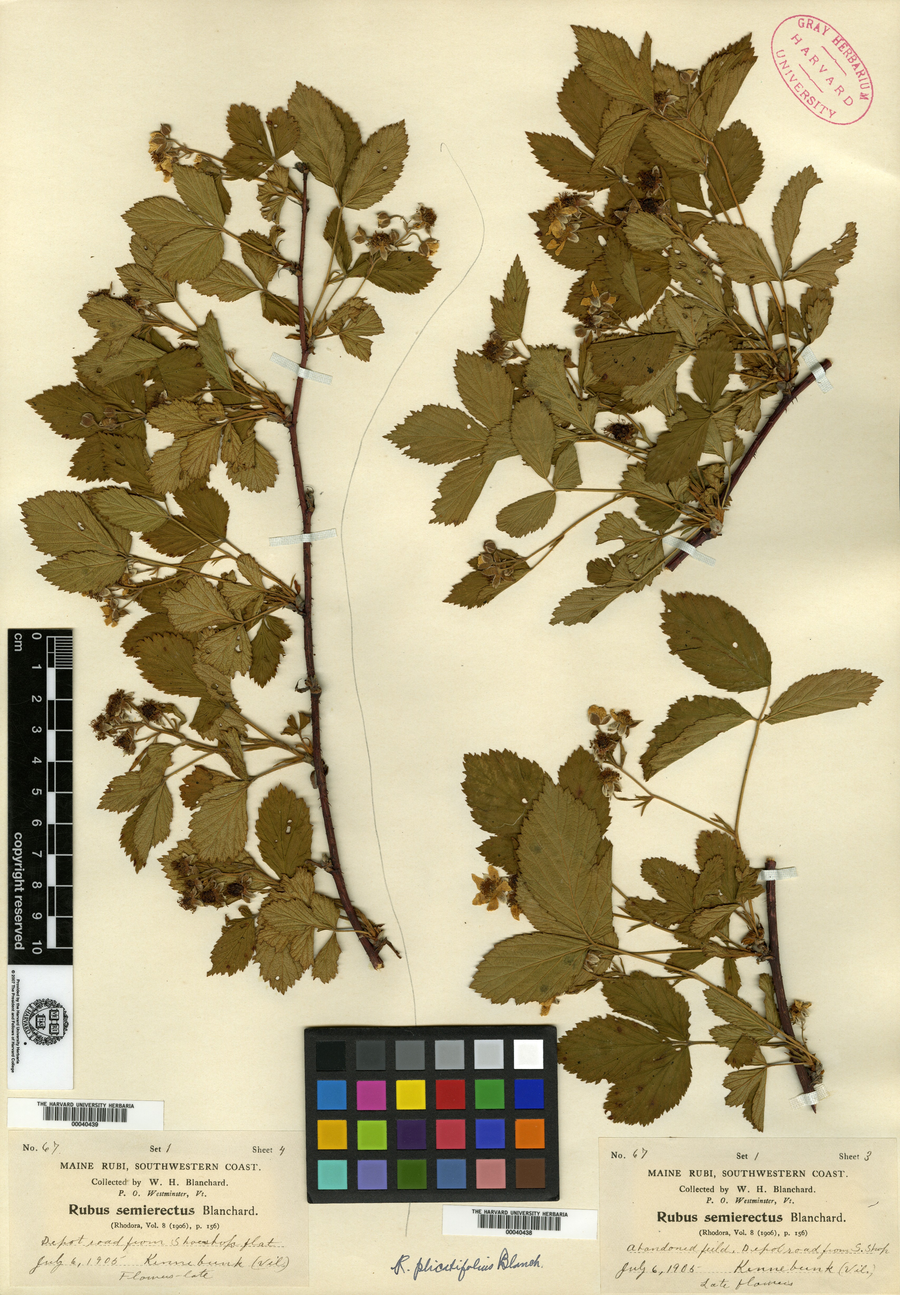 Rubus semierectus image