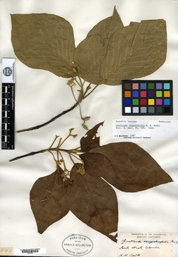 Guettarda roupalaefolia image