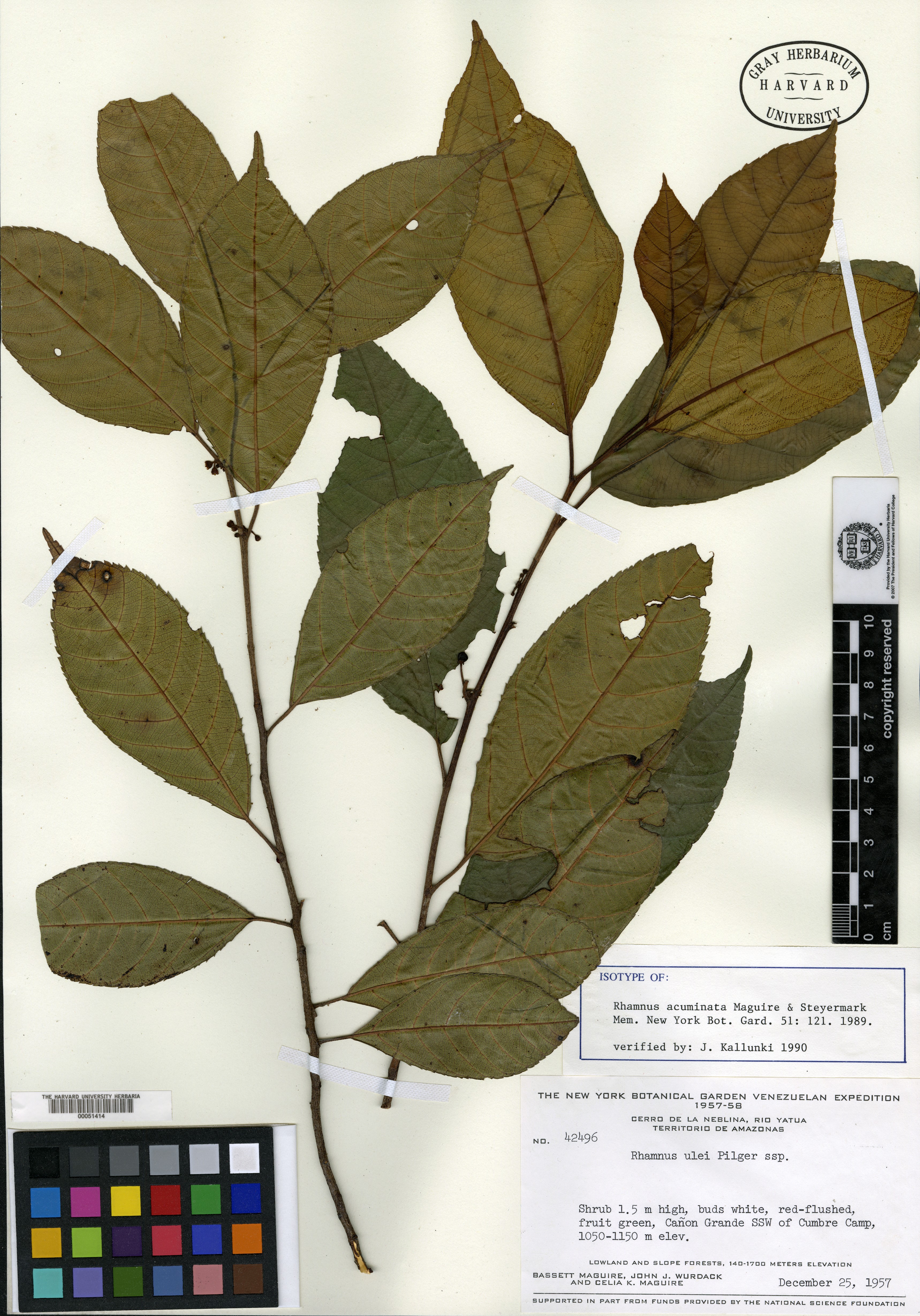 Rhamnus acuminata image