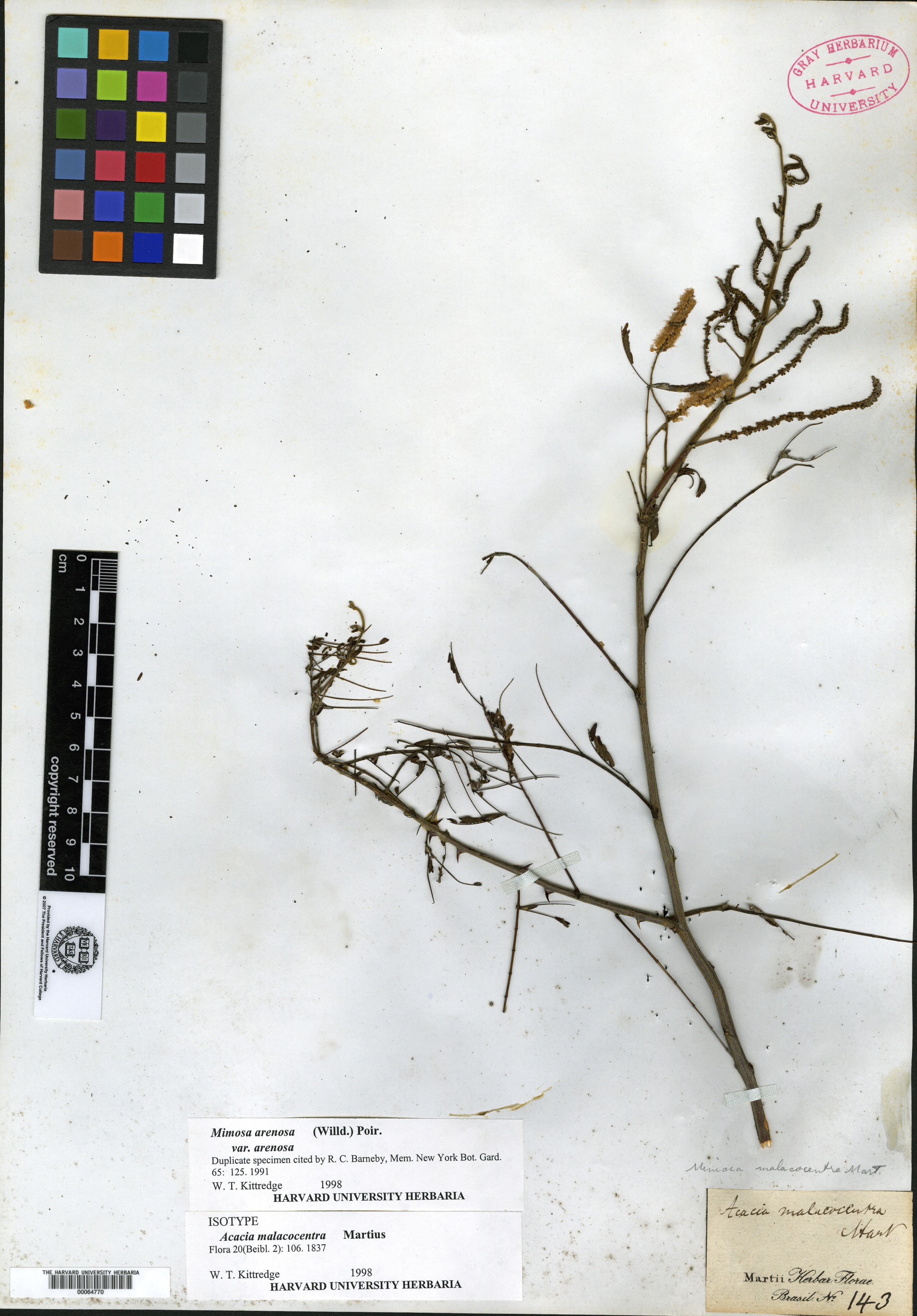 Acacia mollissima image