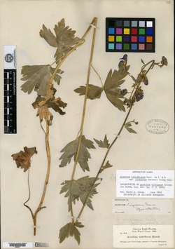Aconitum viviparum image