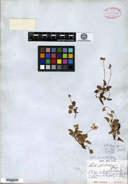 Viola huidobrii image