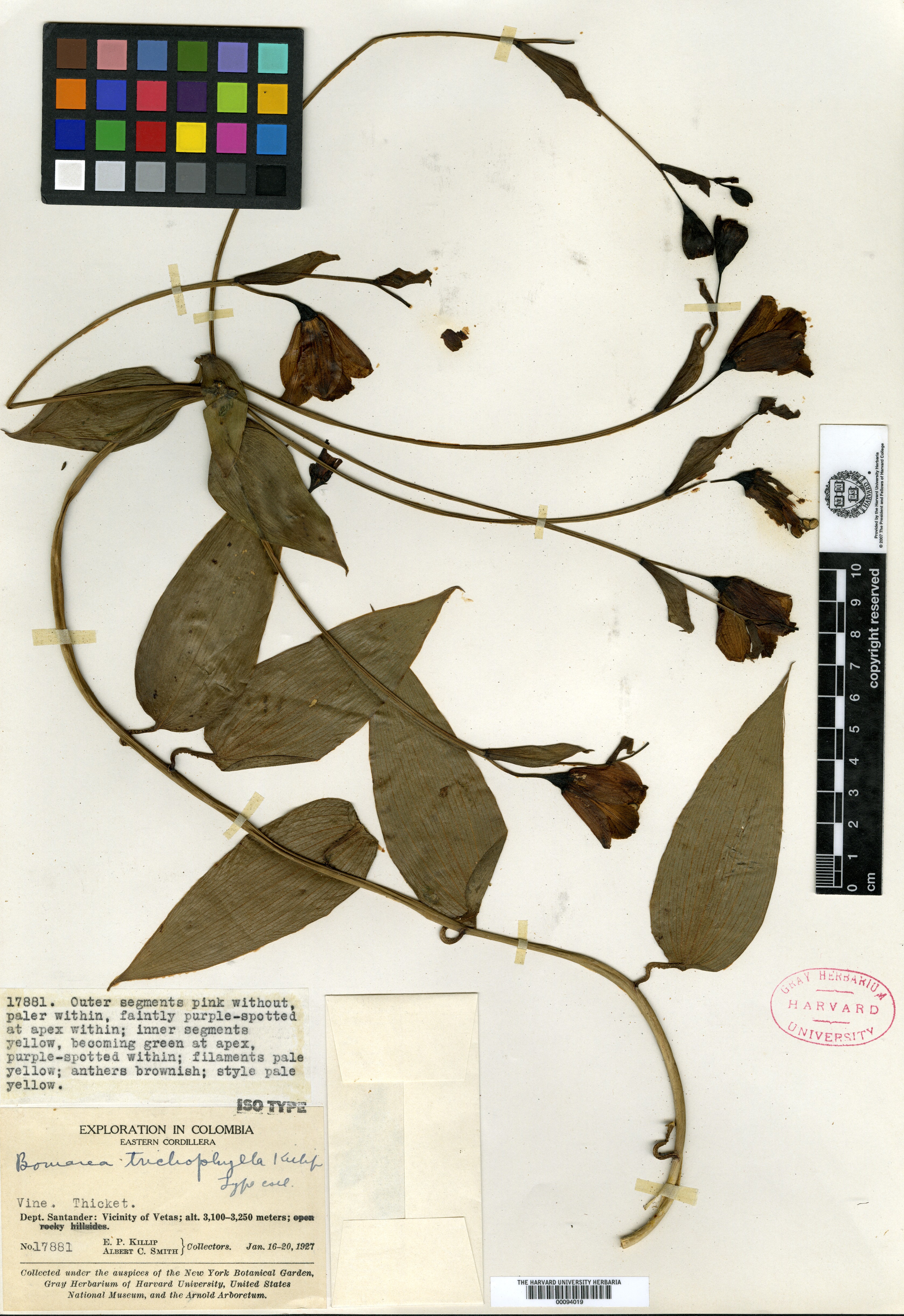 Bomarea trichophylla image