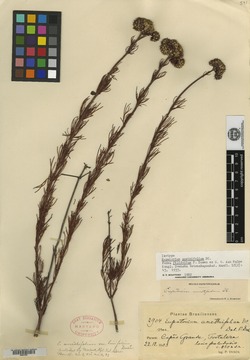 Mikania anethifolia image