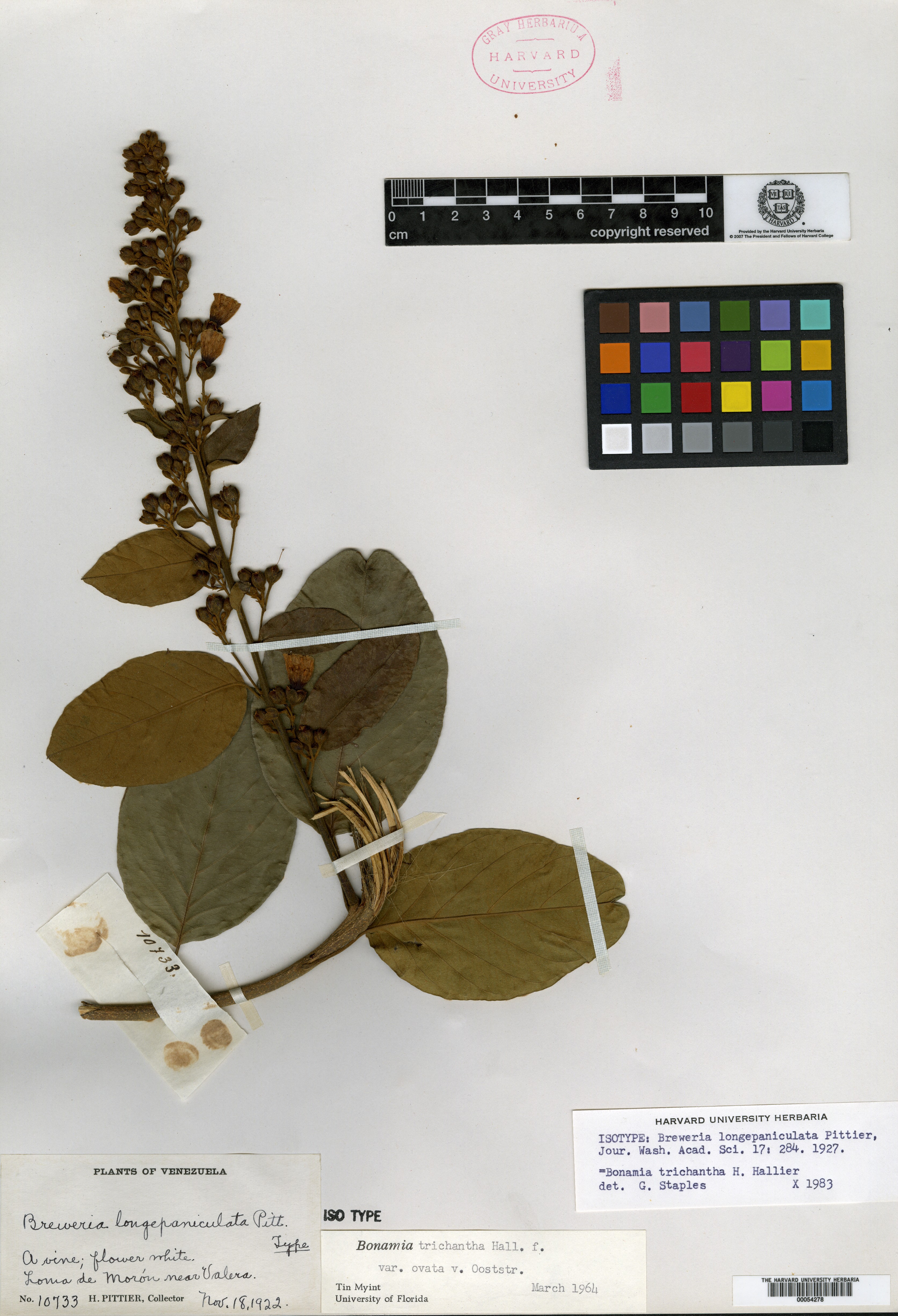 Calystegia atriplicifolia image