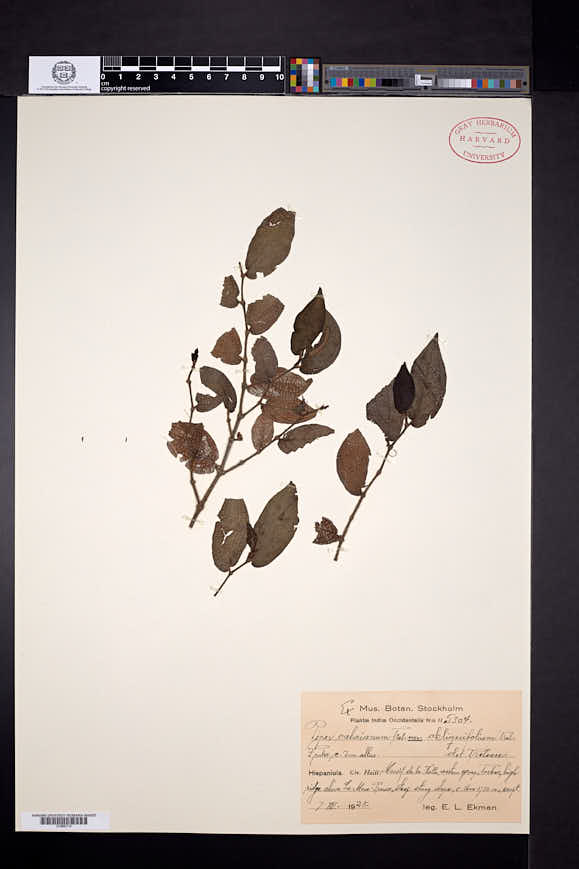 Piper cabaianum var. obliquifolium image