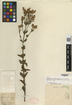 Chromolaena cylindrocephala image