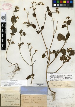 Ageratum latifolium image