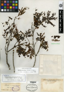 Pithecellobium auriculatum image