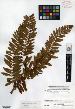 Cyathea steyermarkii image