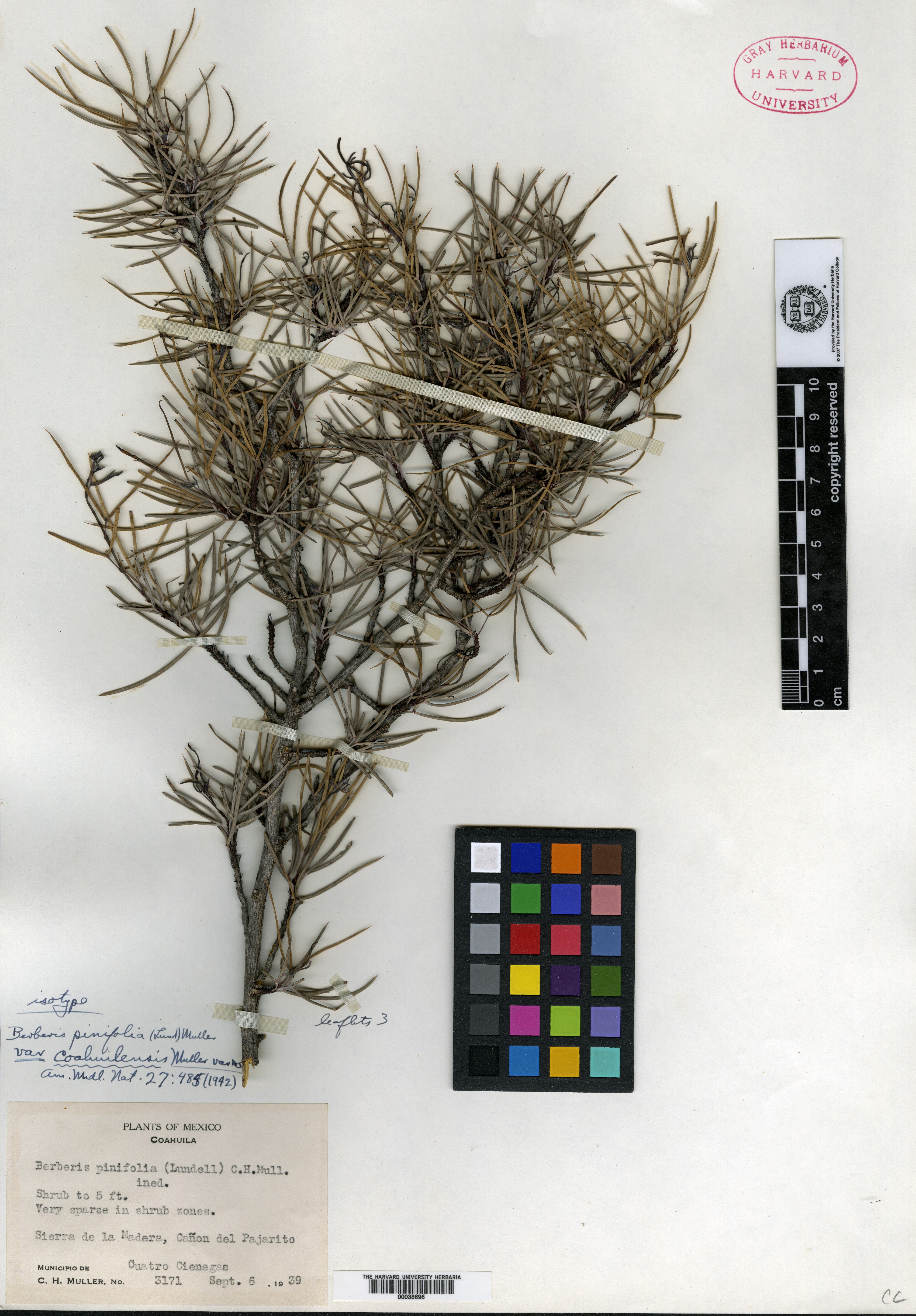 Berberis pinifolia image