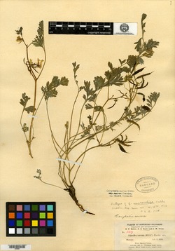 Corydalis macrorrhiza image