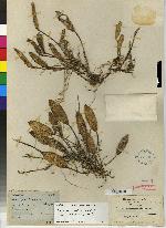 Acianthera geminicaulina image