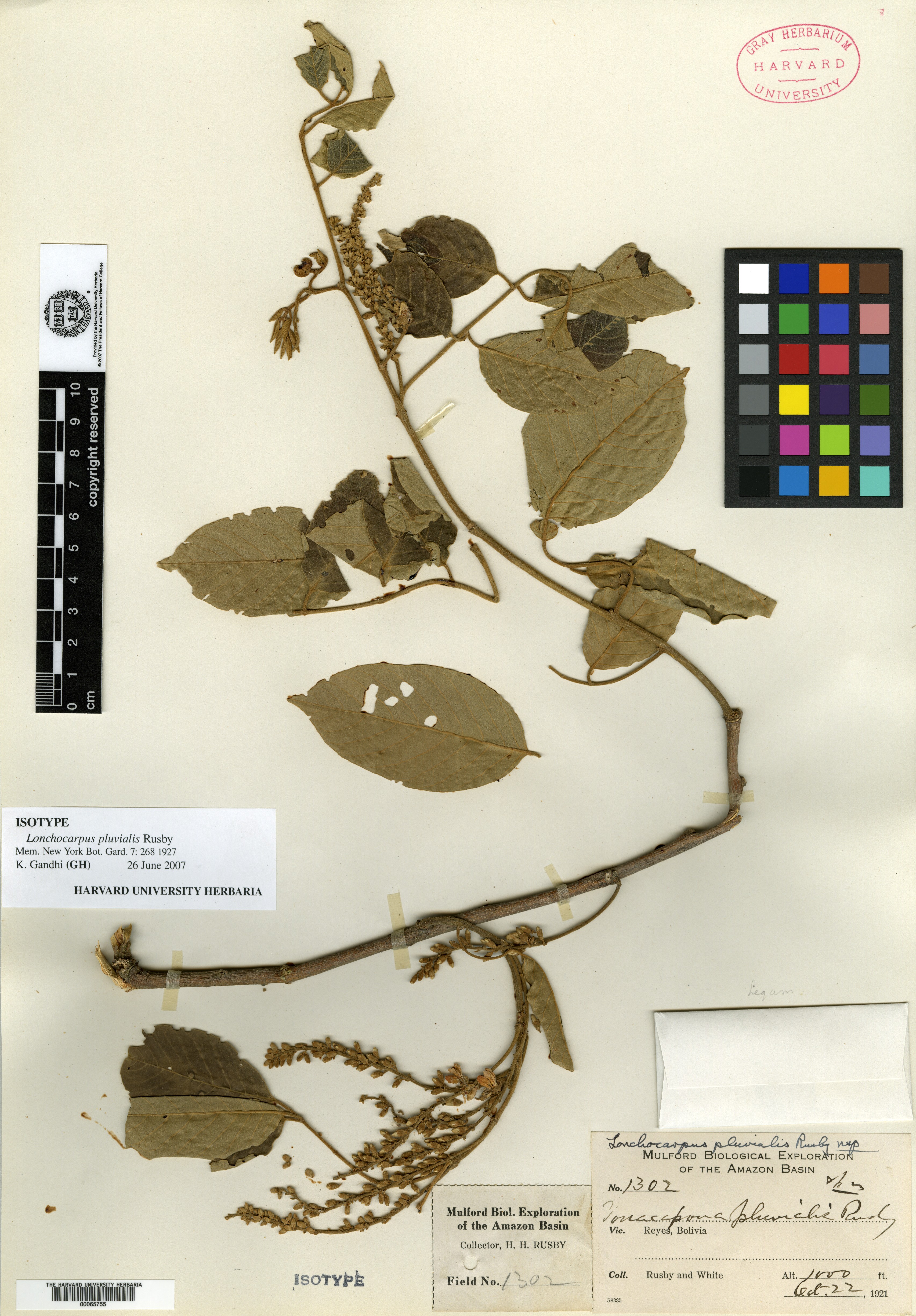 Lonchocarpus pluvialis image