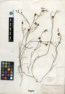Astragalus pueblae image