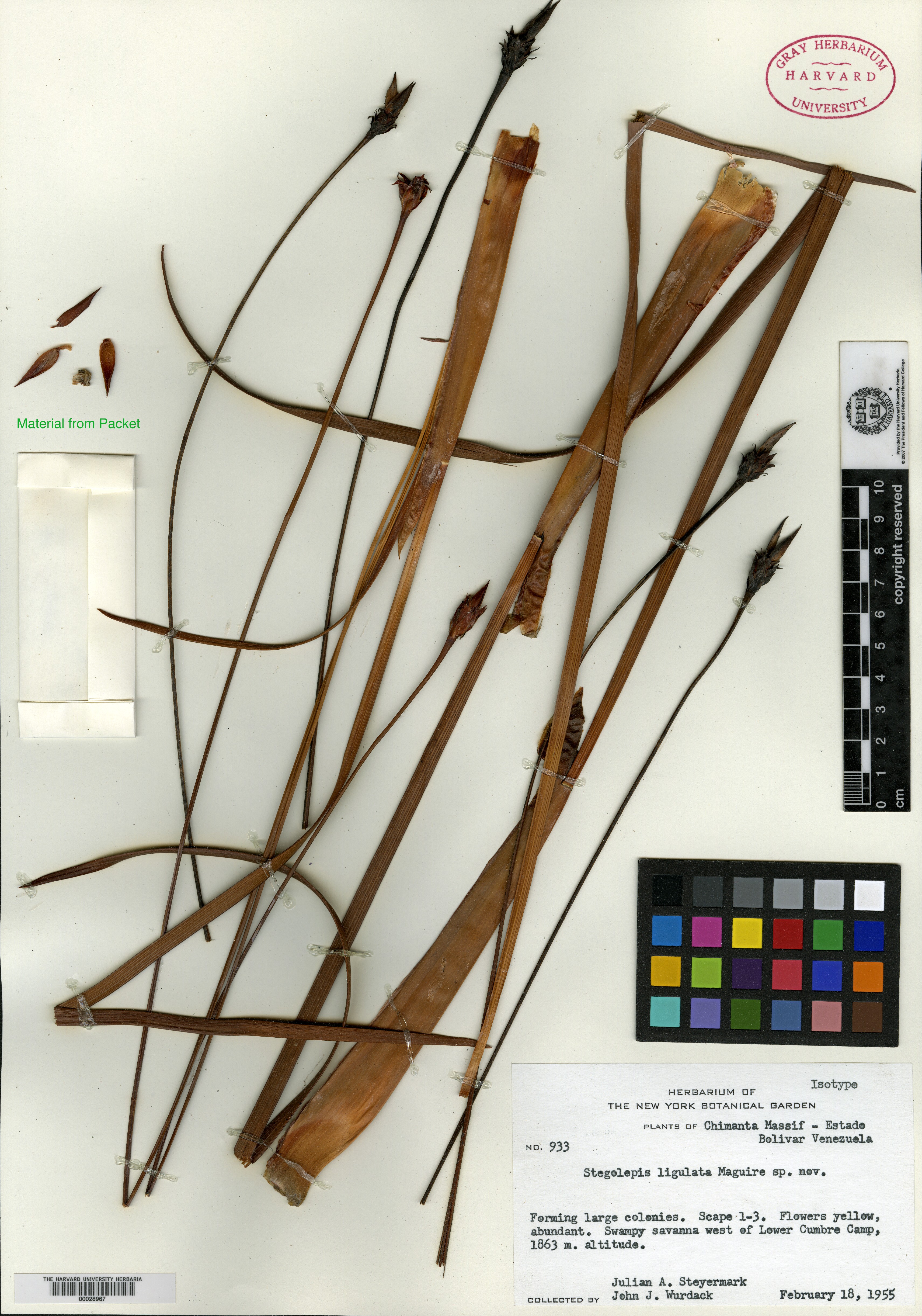 Stegolepis ligulata image