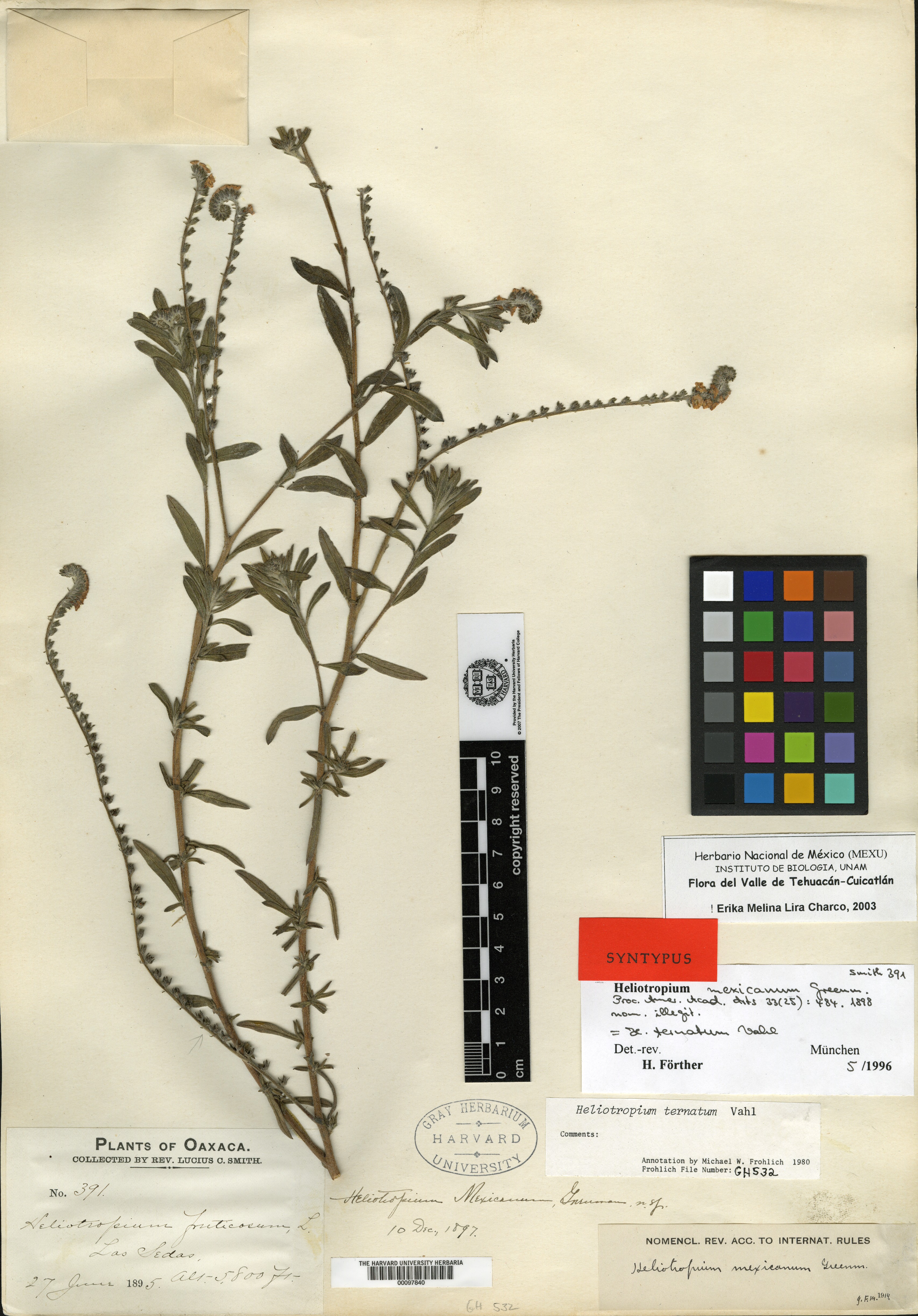 Heliotropium mexicanum image