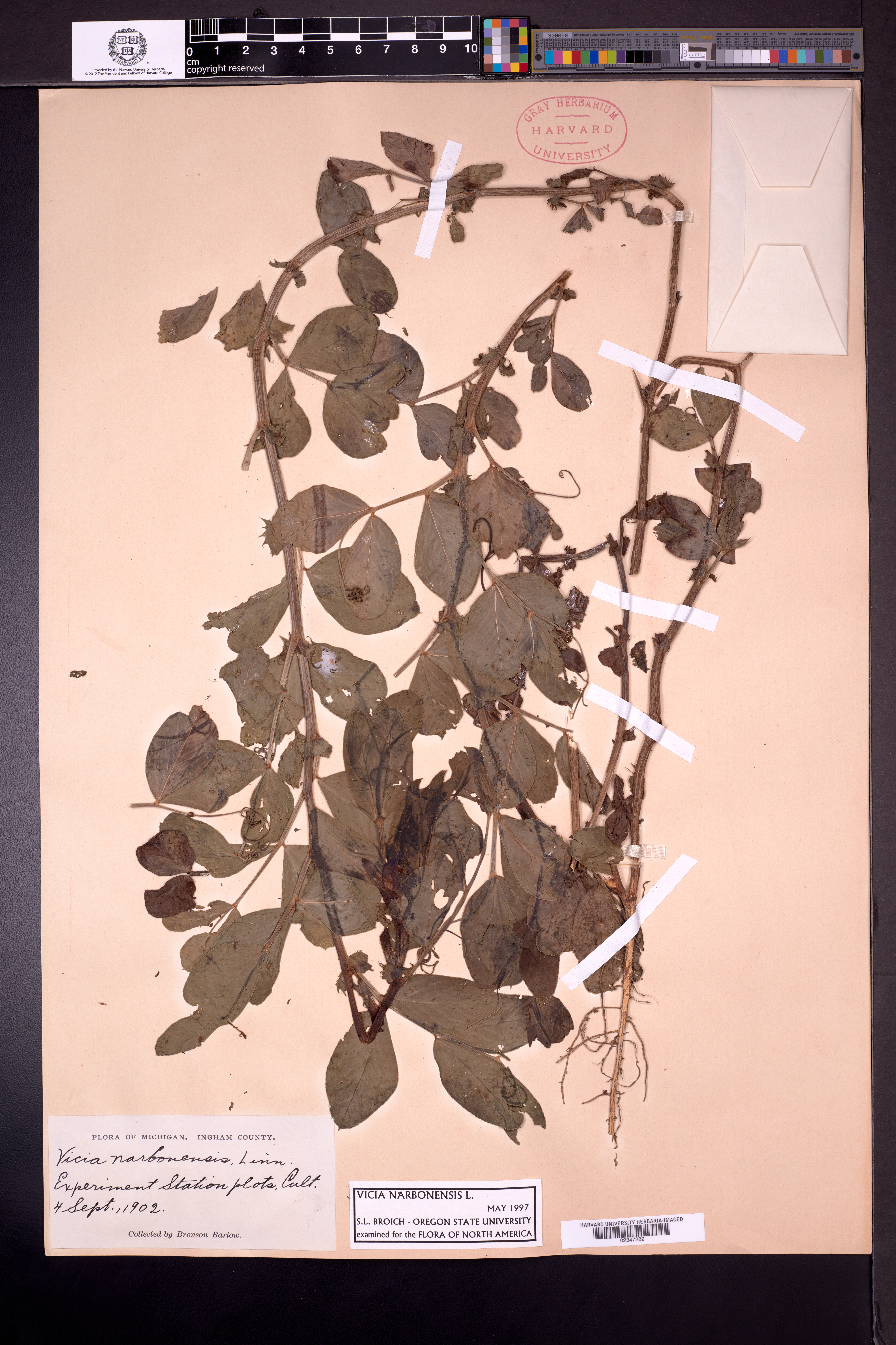 Vicia narbonensis image