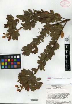 Chamaecrista trachycarpa image