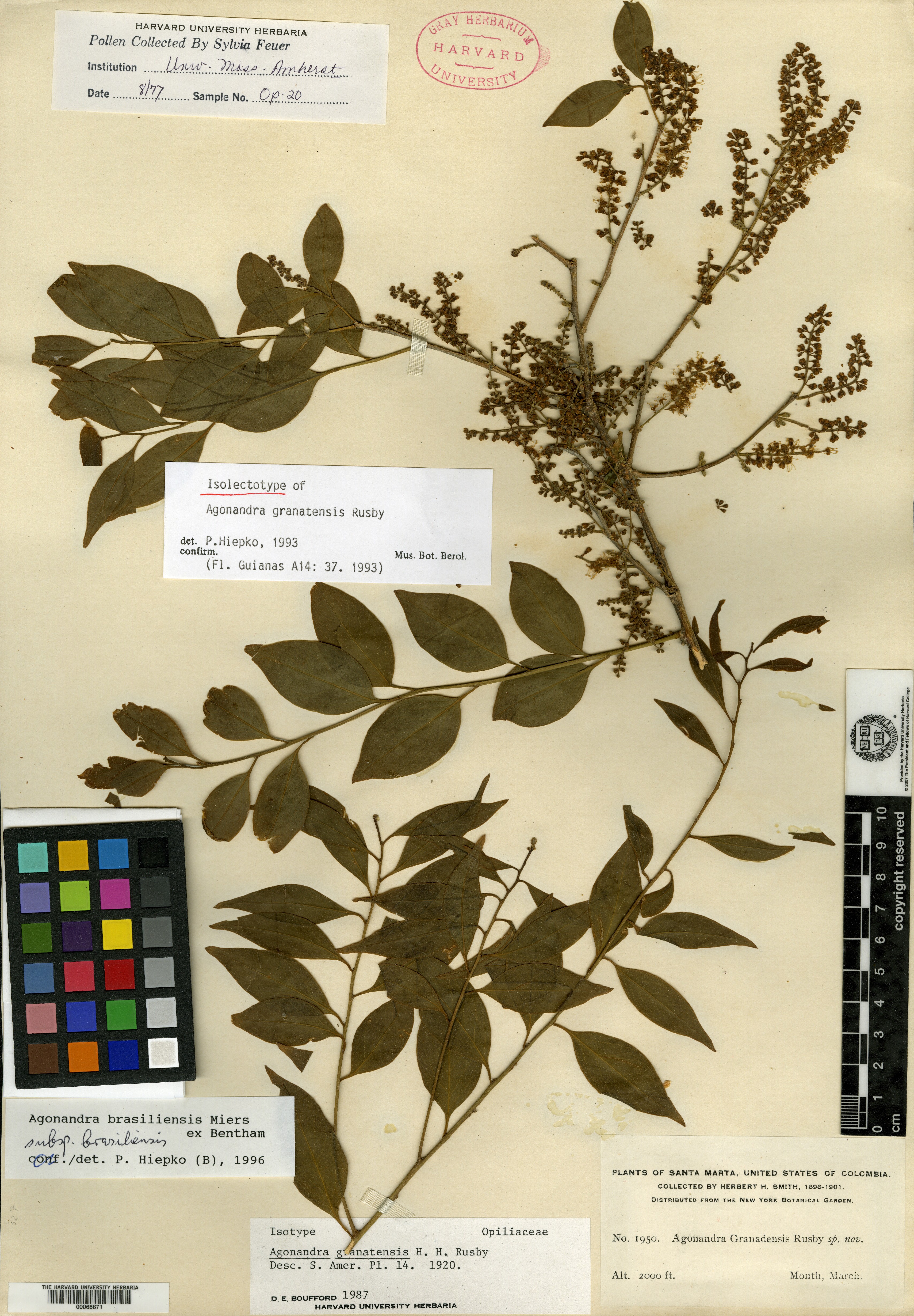 Agonandra brasiliensis subsp. brasiliensis image