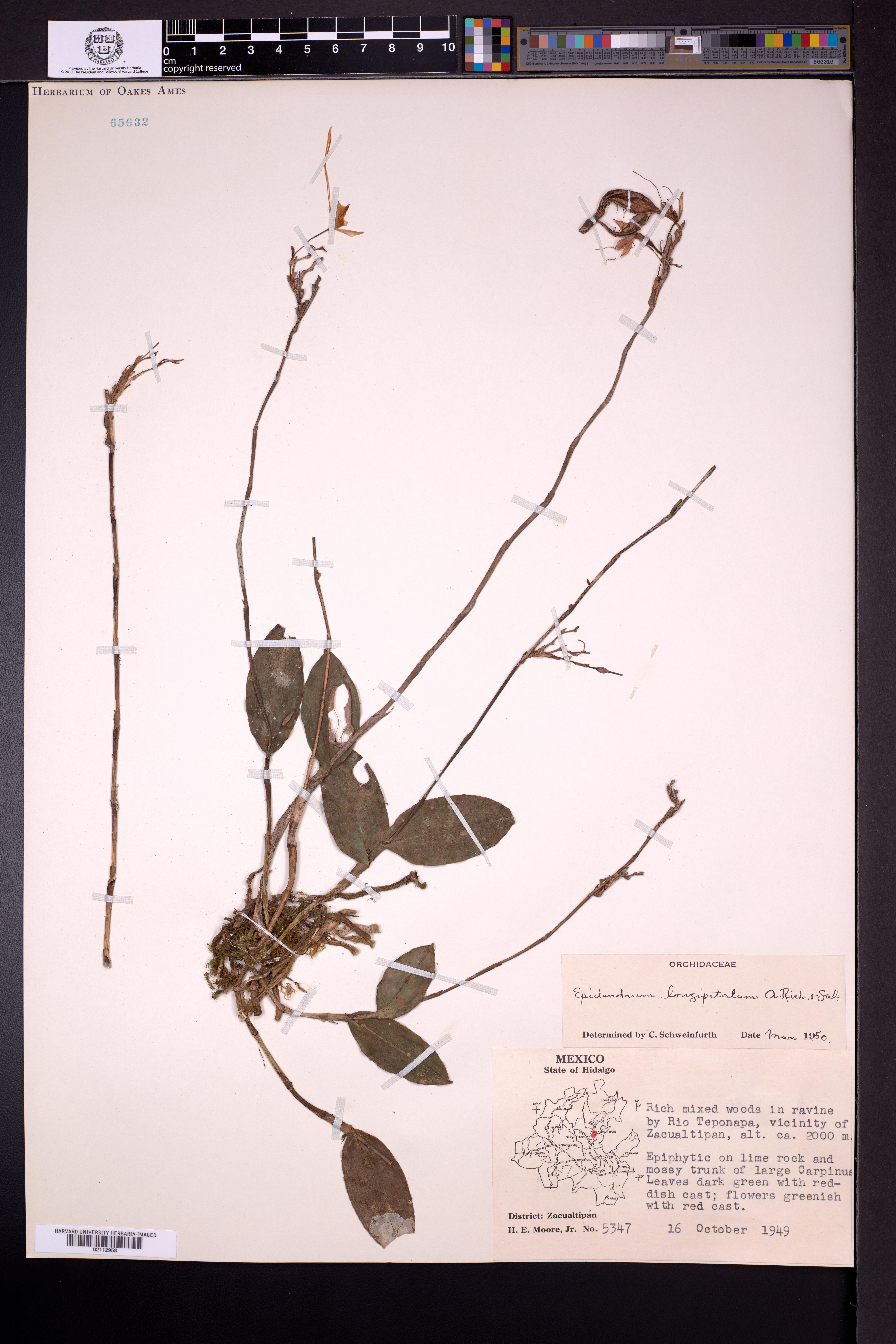 Epidendrum longipetalum image