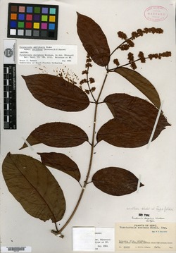 Forsteronia decipiens image